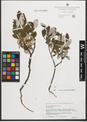 Foto von Salix helvetica Vill.